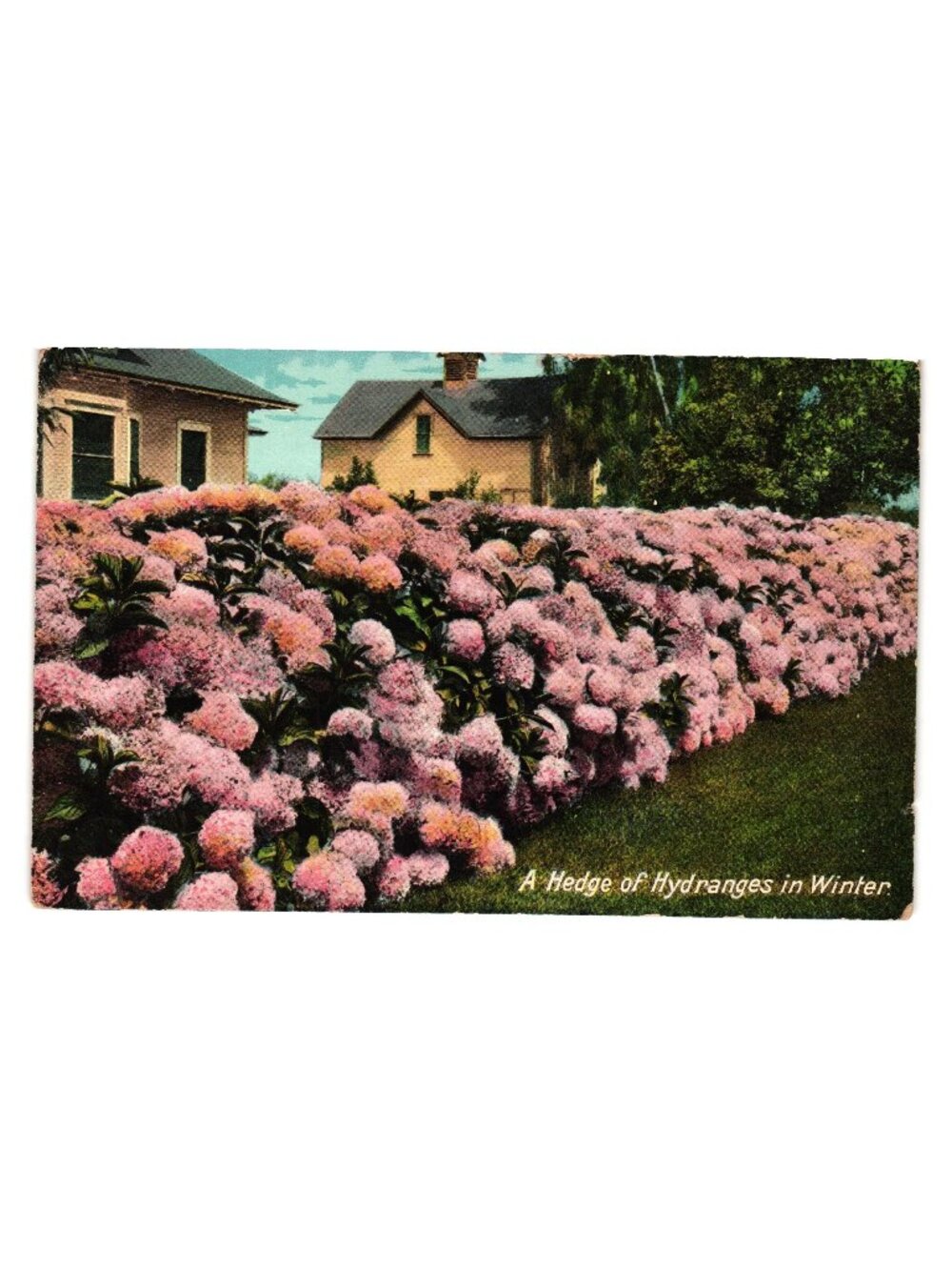 Vintage Postcard Hedge Of Hydrangeas In Winter Published By Newman Post Card Co